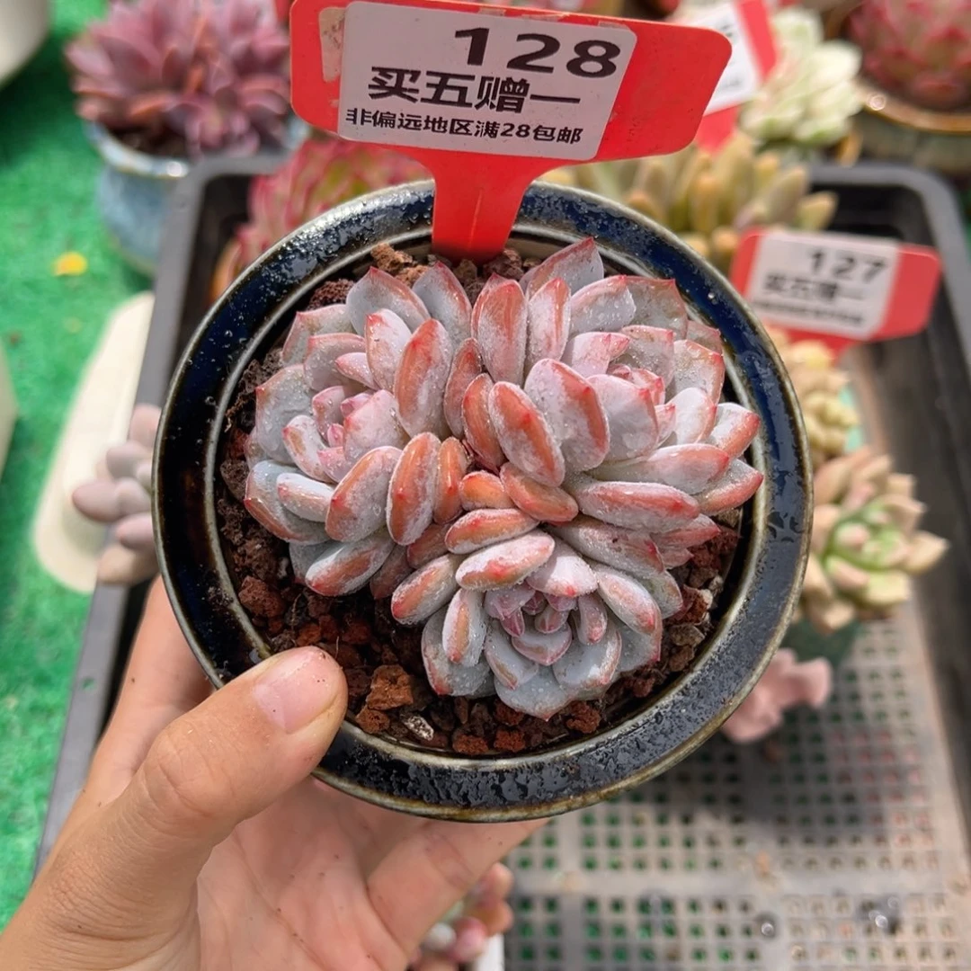 表妹精品多肉植物128