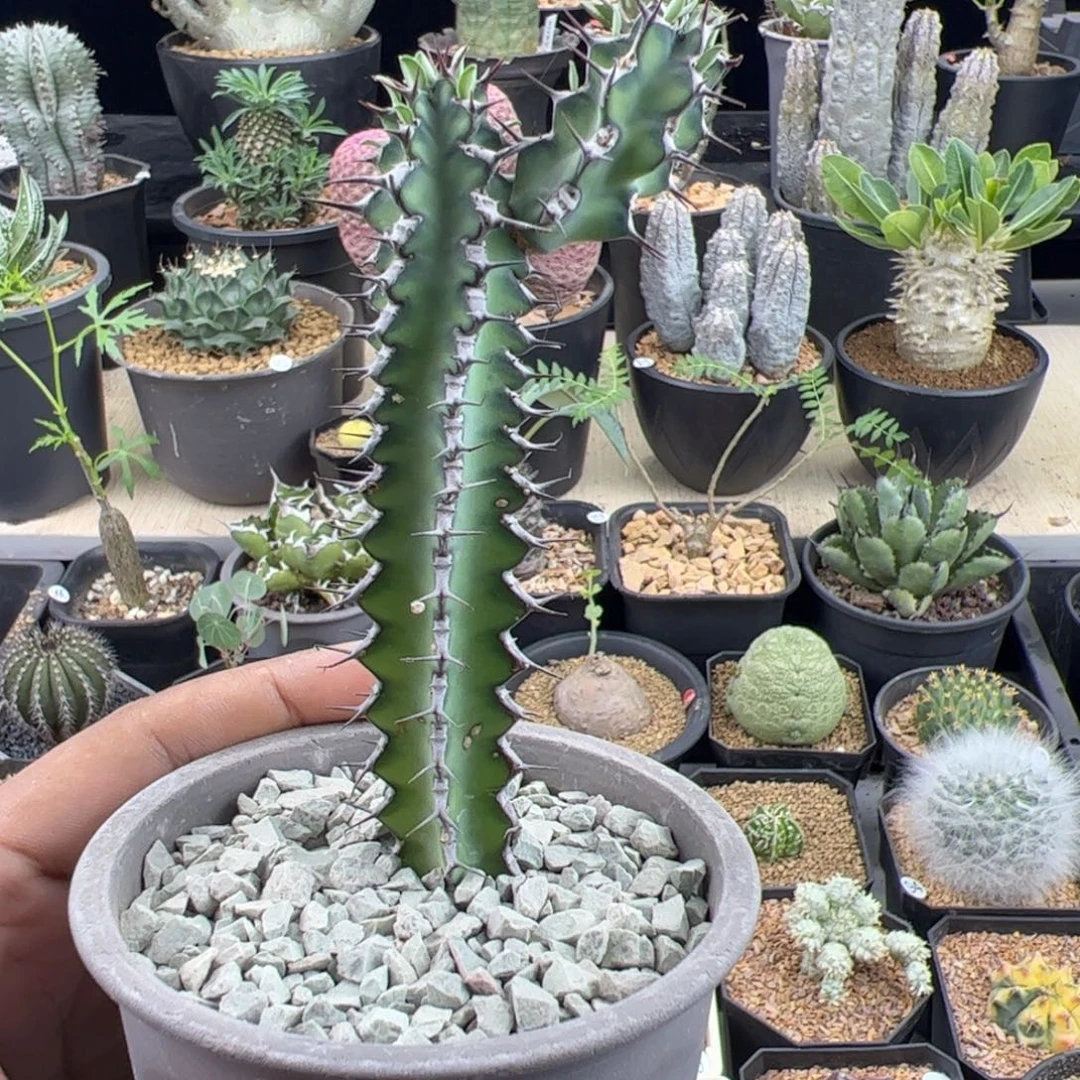 龙角麒麟大戟一物一拍脱土发