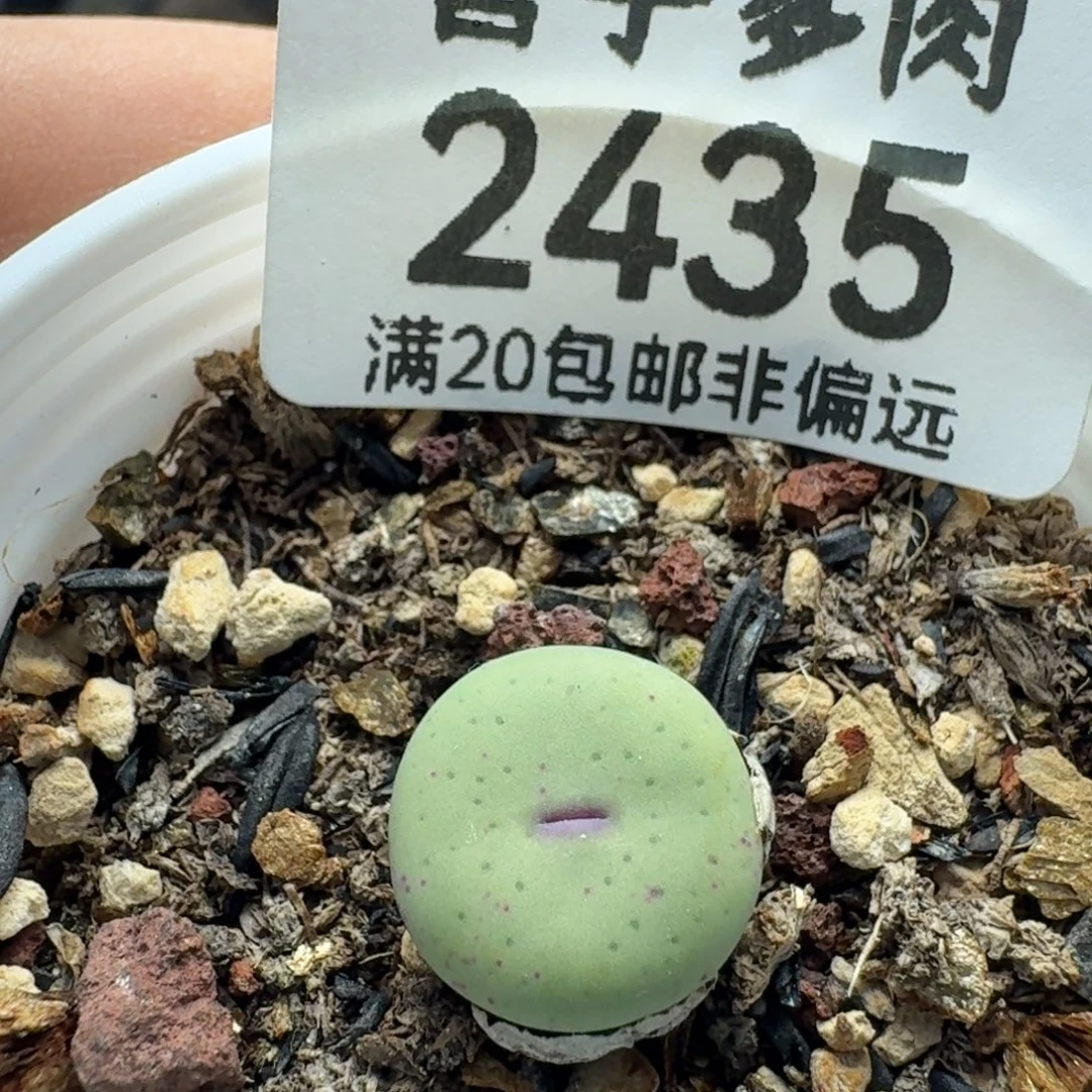 紫皮大红嘴   带盆土