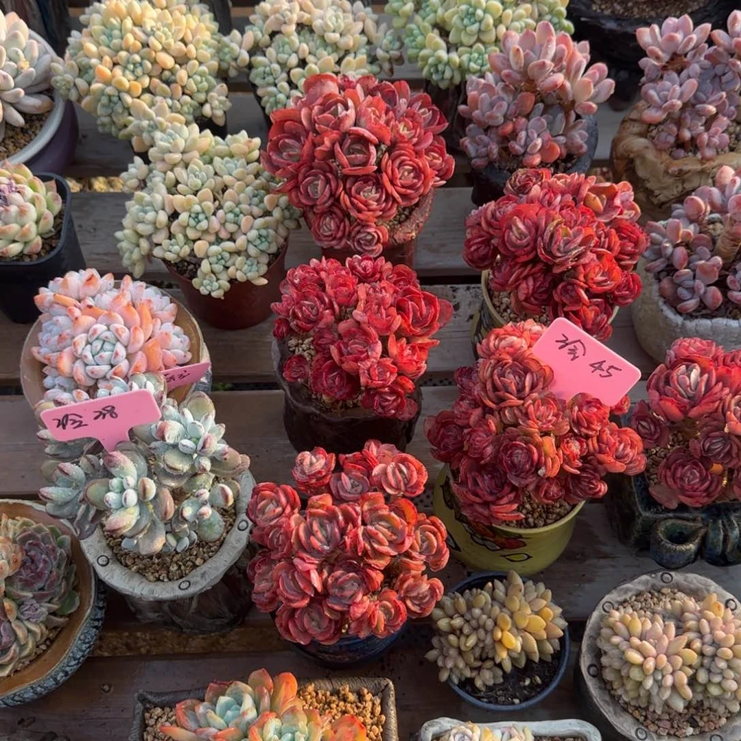 秀妍老桩五十包邮