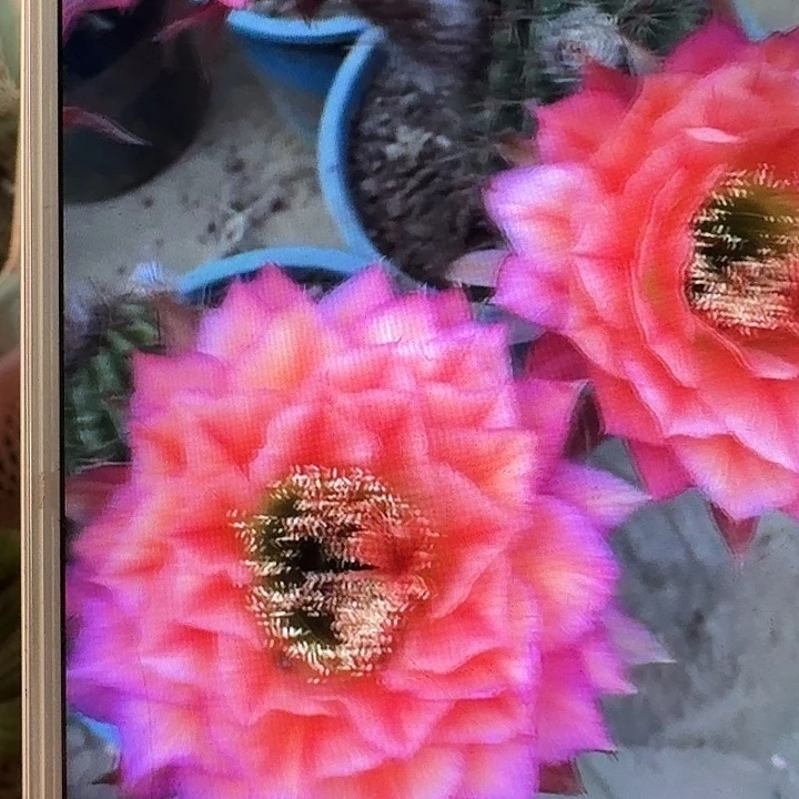 立夏侧芽5公分左右毛花柱（20包邮）