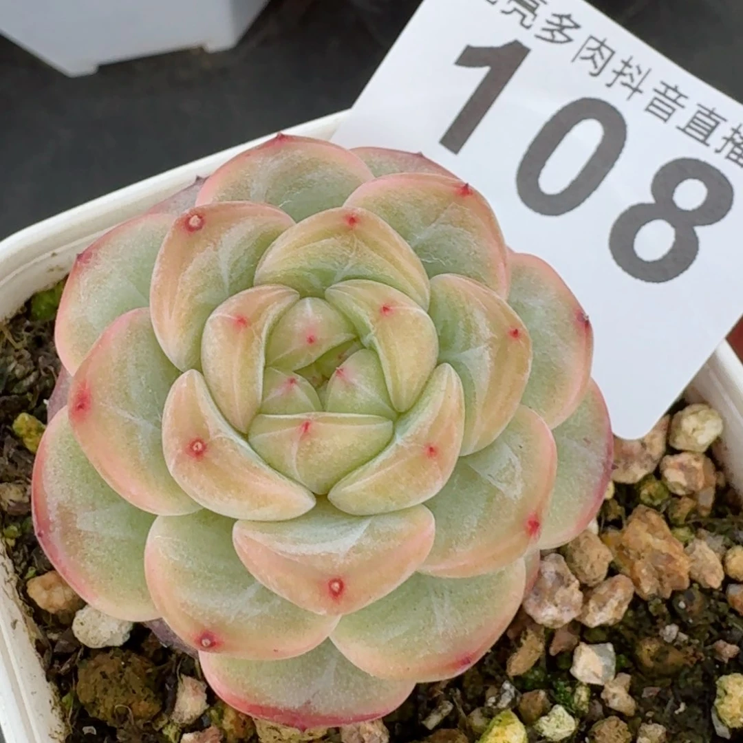 甜心母本         精品多肉