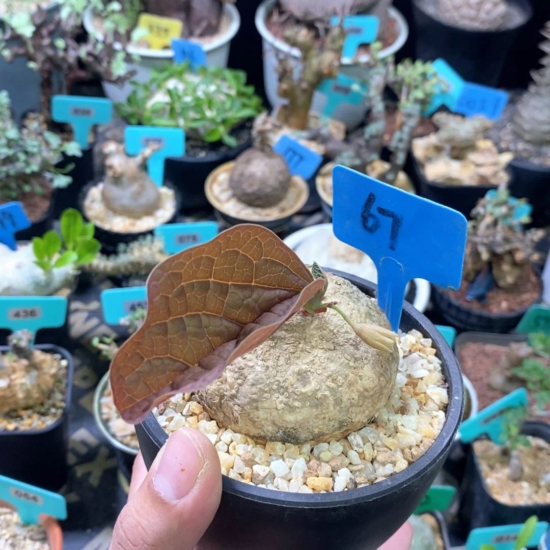 卵叶西番莲多肉植物