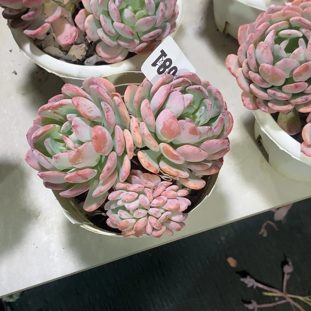 菠*681玛瑙多肉植物