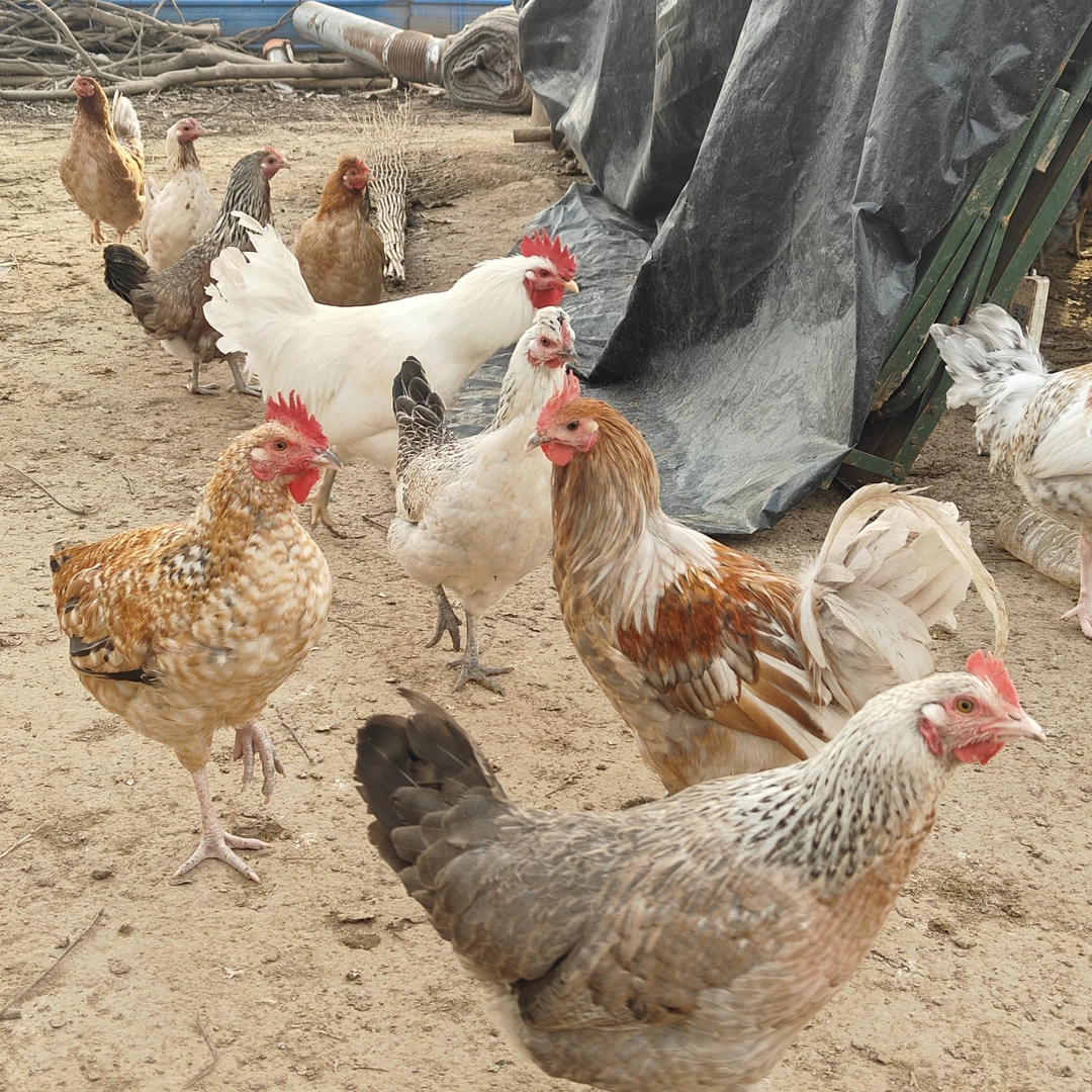 散养柴鸡  公鸡母鸡都有  福利价拍两只京东包邮 包冰率不含冰