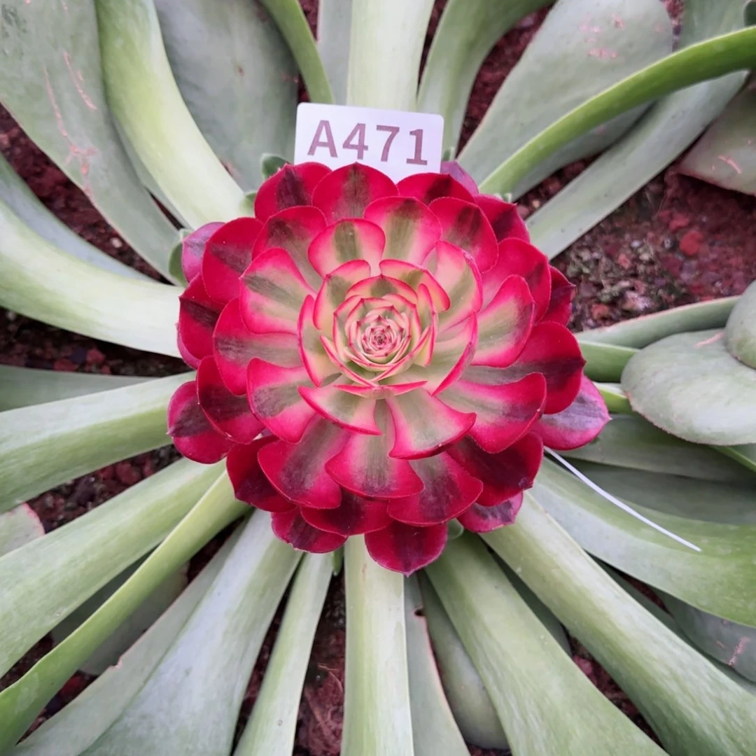 471倾城变异春节福利预售秋天发货