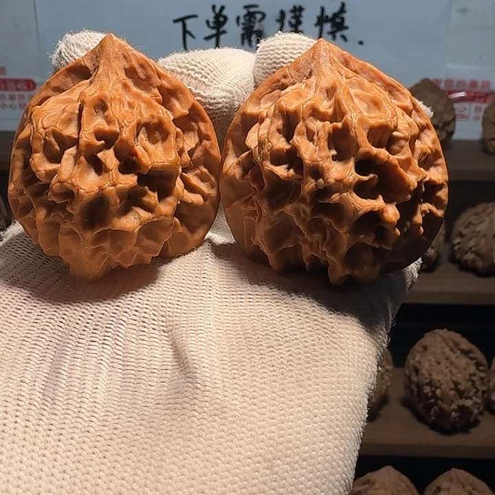 秦岭野生帝王官帽