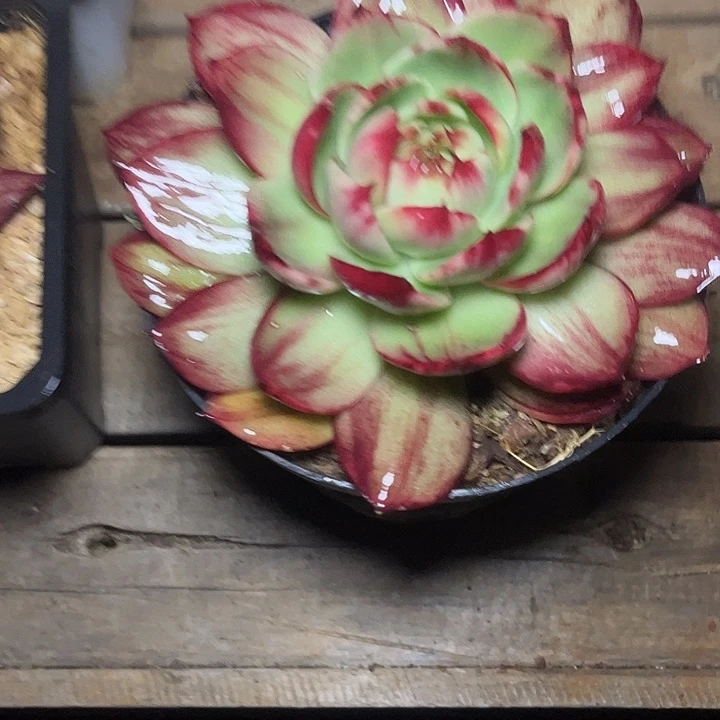 惊鸿仙子多肉植物4806