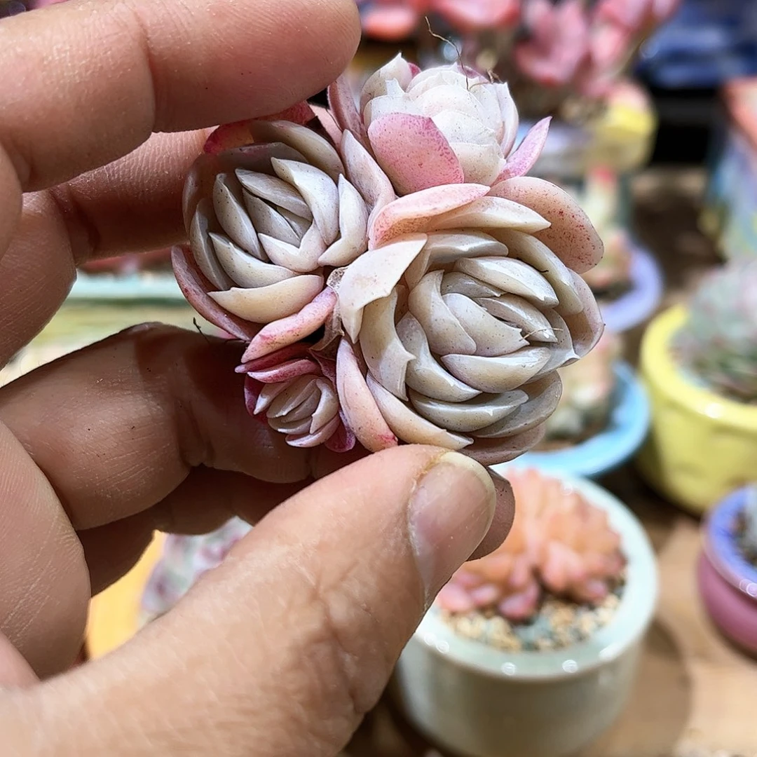 E****y西米露含盆含土发货 30包邮偏远除外