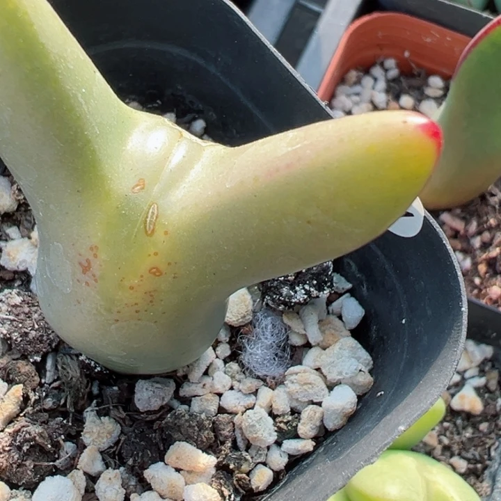 空*树134号111111111111111