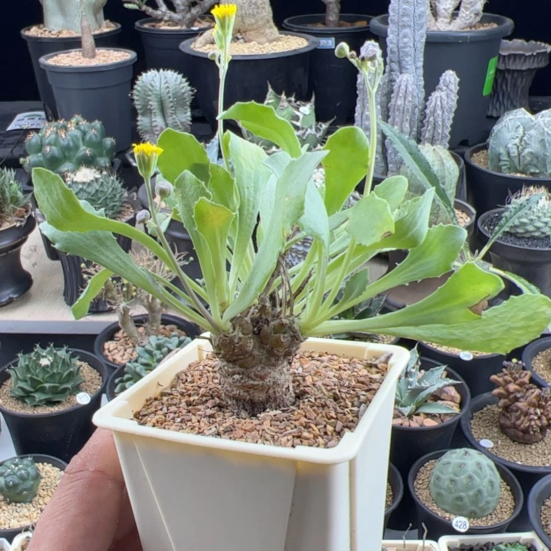 刨花厚敦菊一物一拍