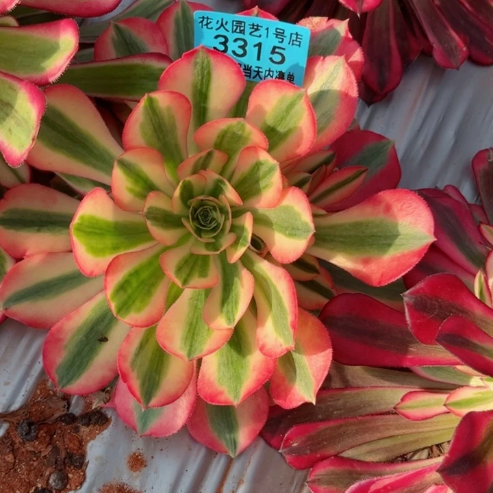香妃3315多肉植物