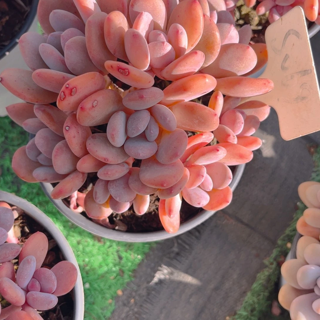 蜜***洋69fgjjjjjjjjjjjj