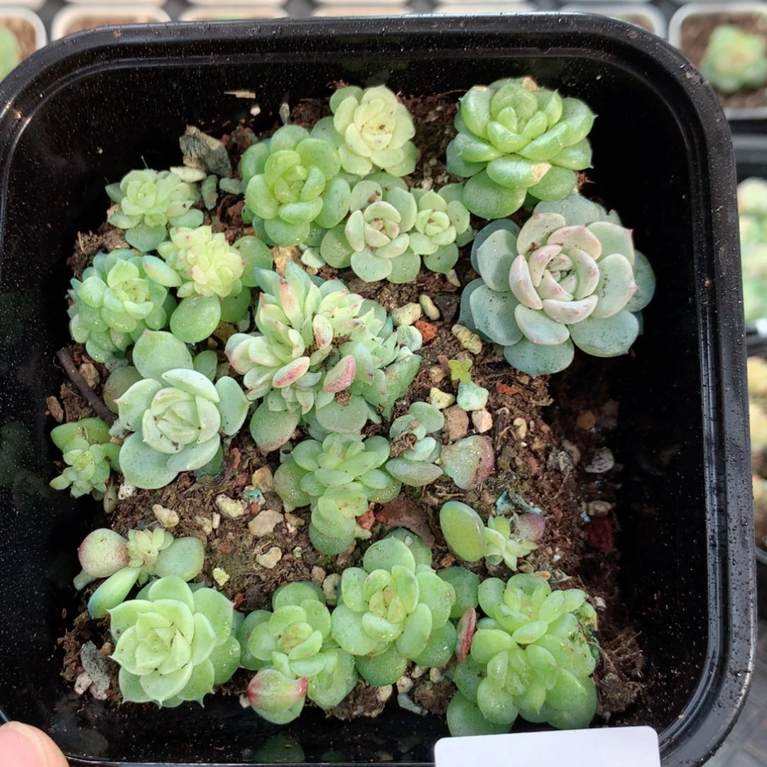 无花朵S225英语英语
