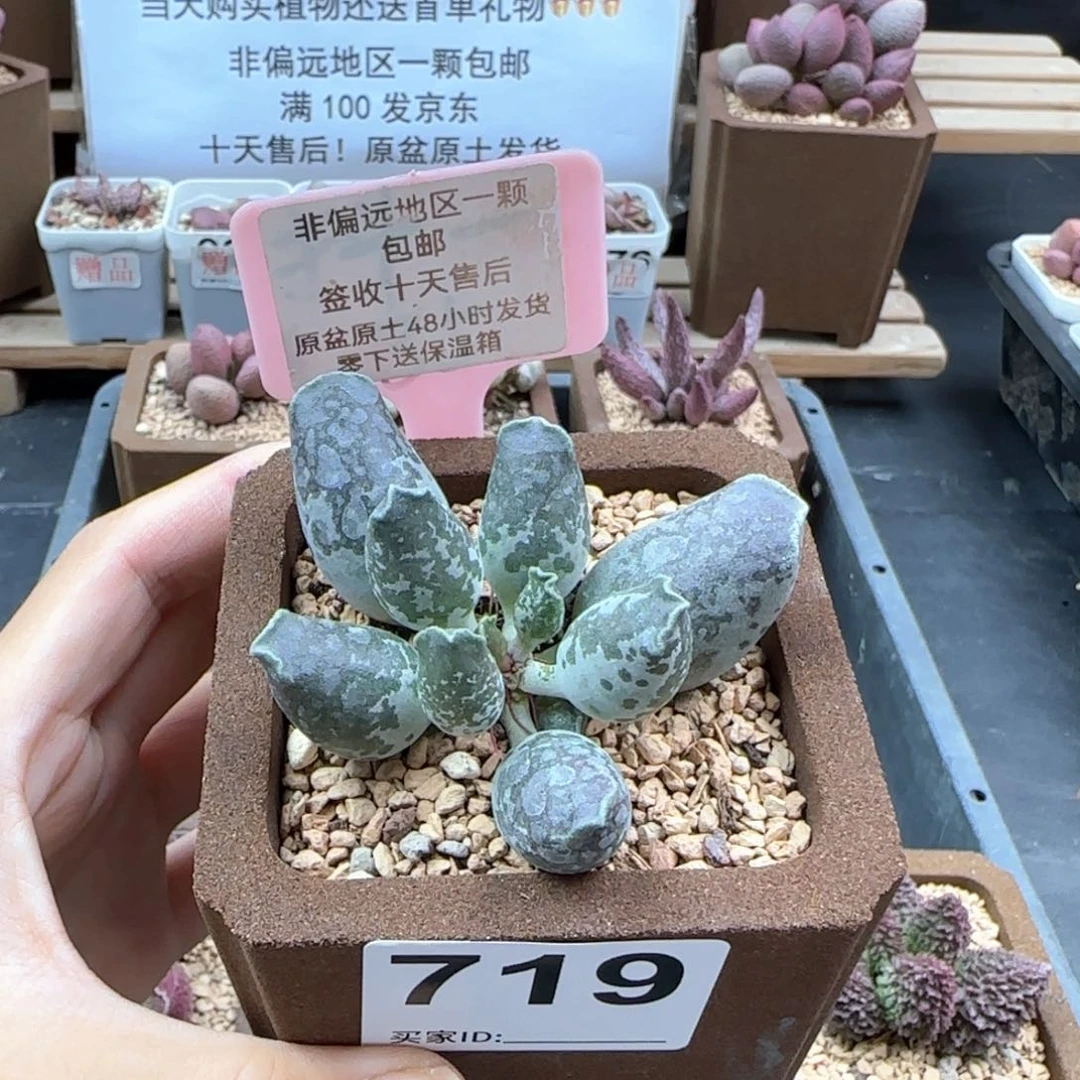 719紫肌海豹二代