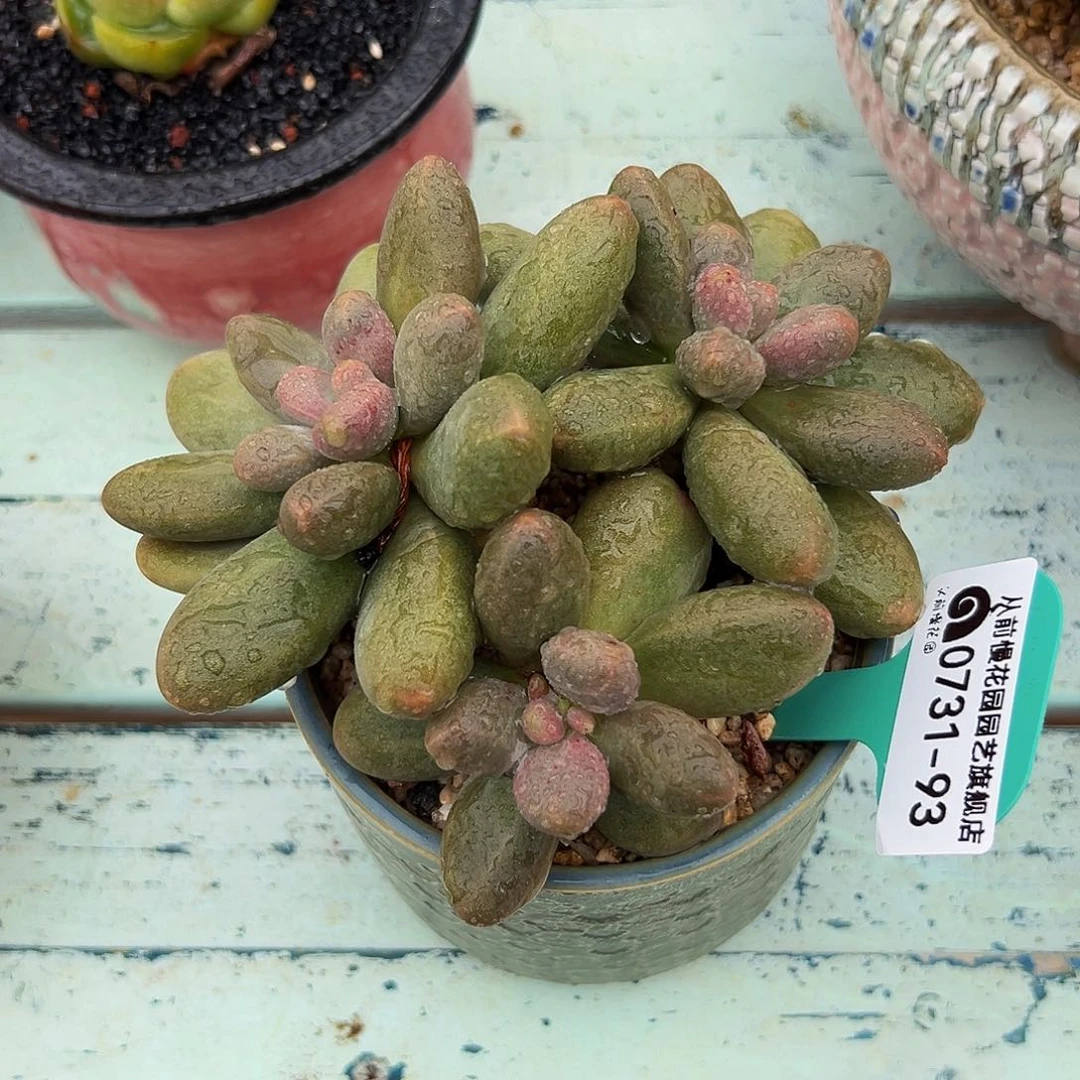 多肉一物一拍0731-93