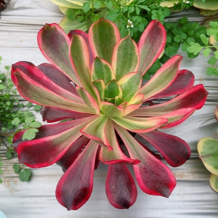 红魔女单头多肉植物