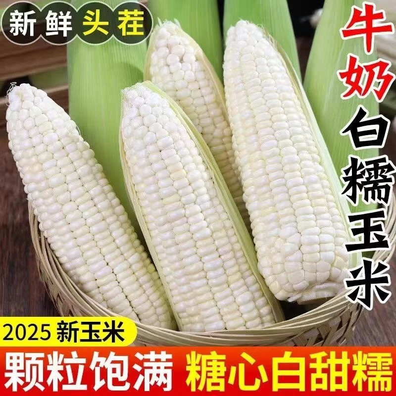 安徽现摘农家白糯玉米带壳新鲜嫩黏玉米棒