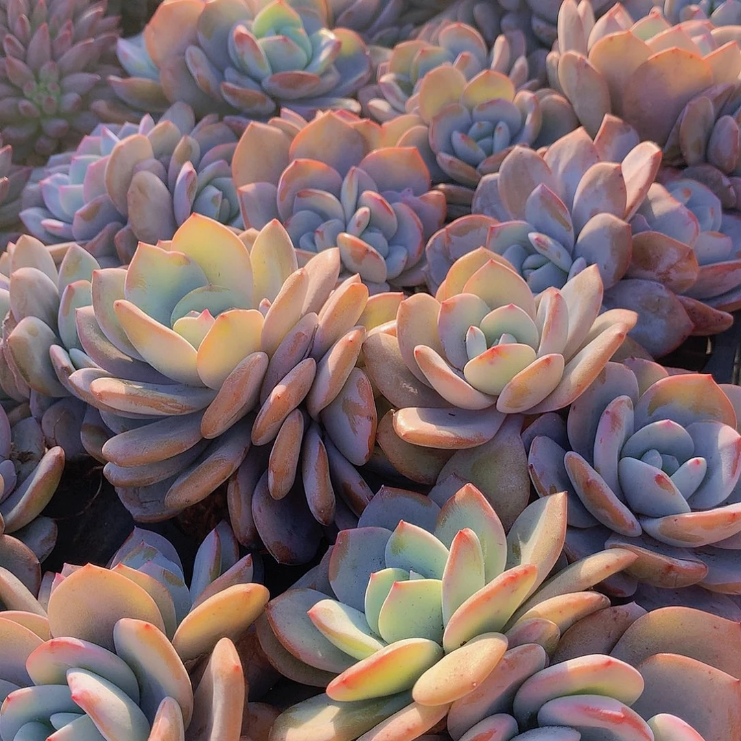 大双头韩奶茶3567788899