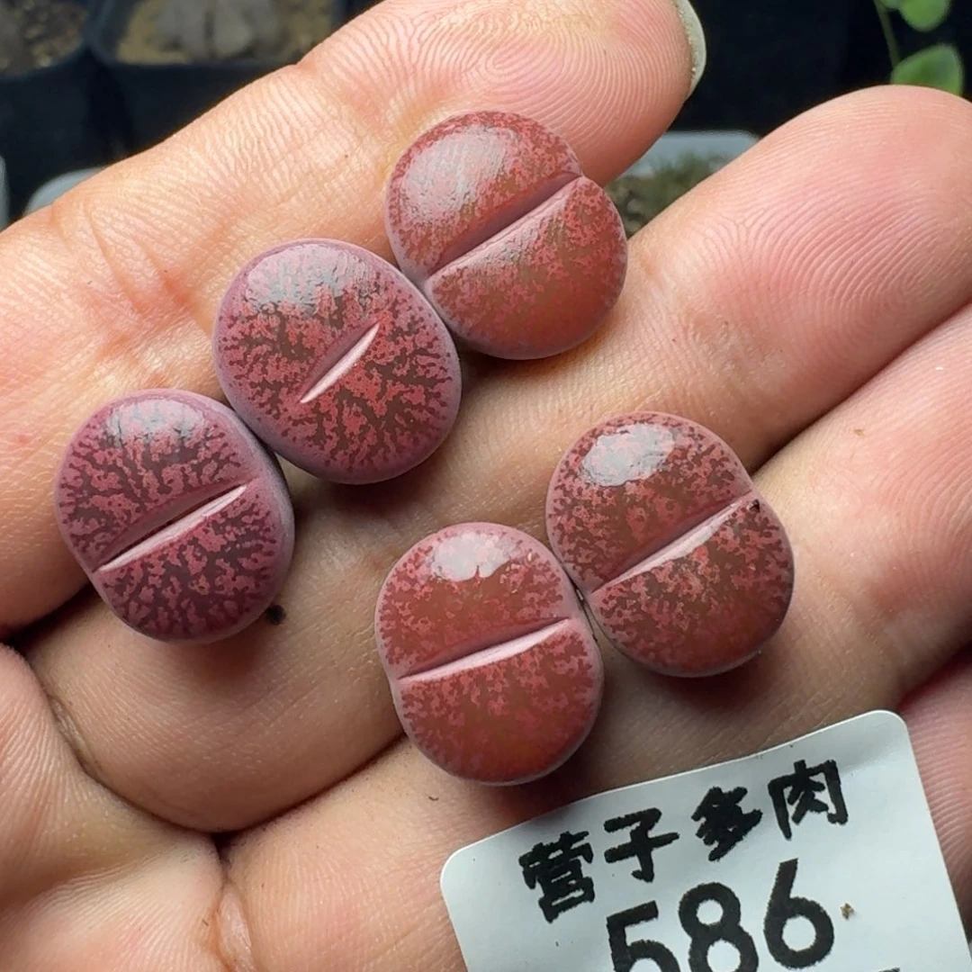 酒红紫熏