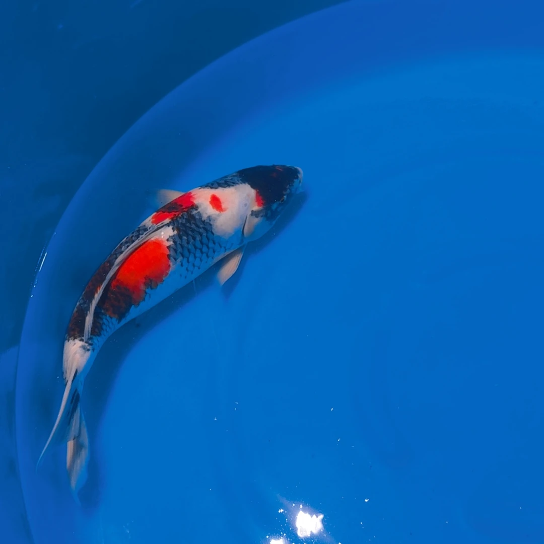 锦鲤昭和专拍链接