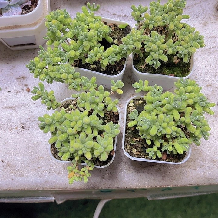 冰晶枝干19包邮多肉植物