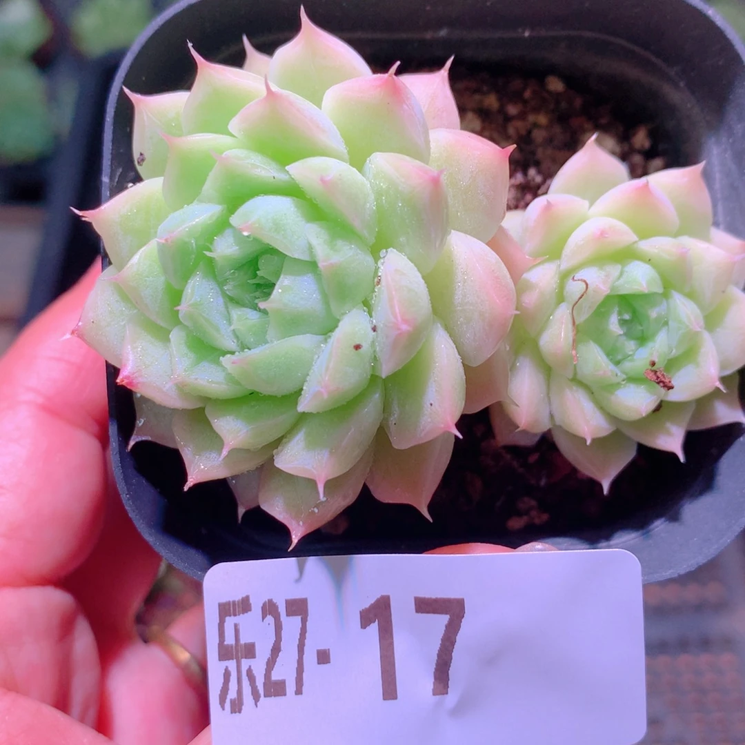 乐然27-17 清浅双头