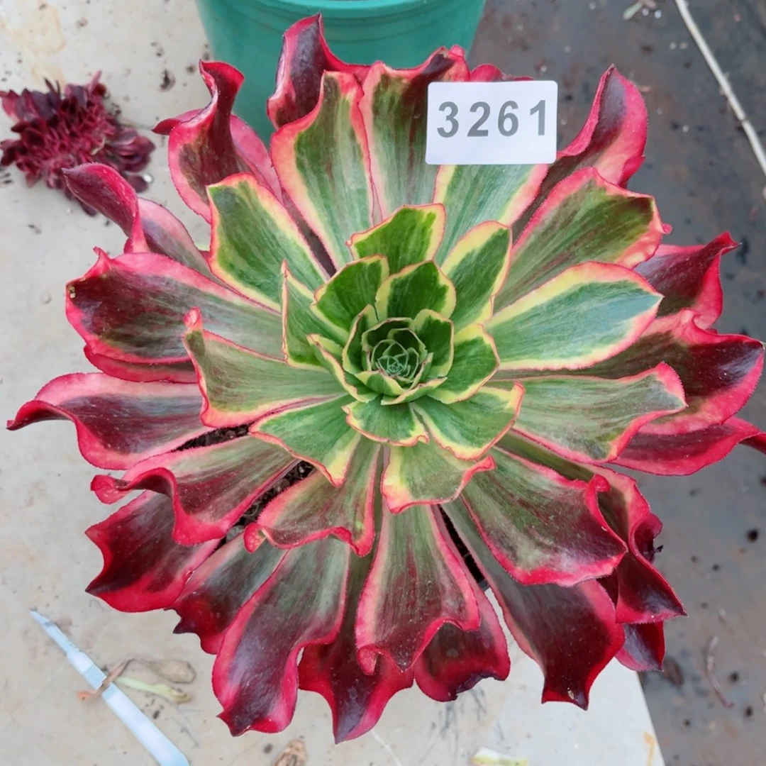 魅影多肉发货发货