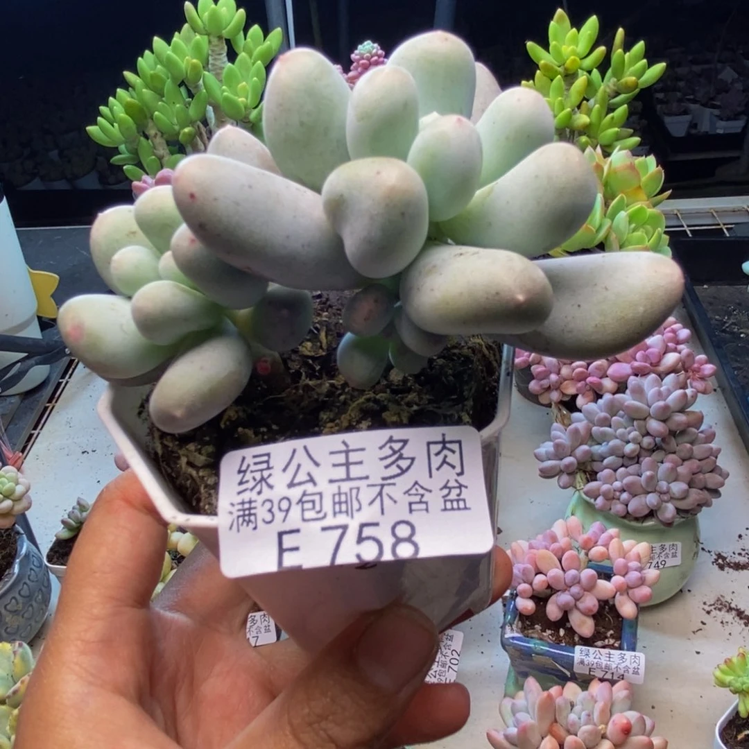 756米可奶多肉6c m