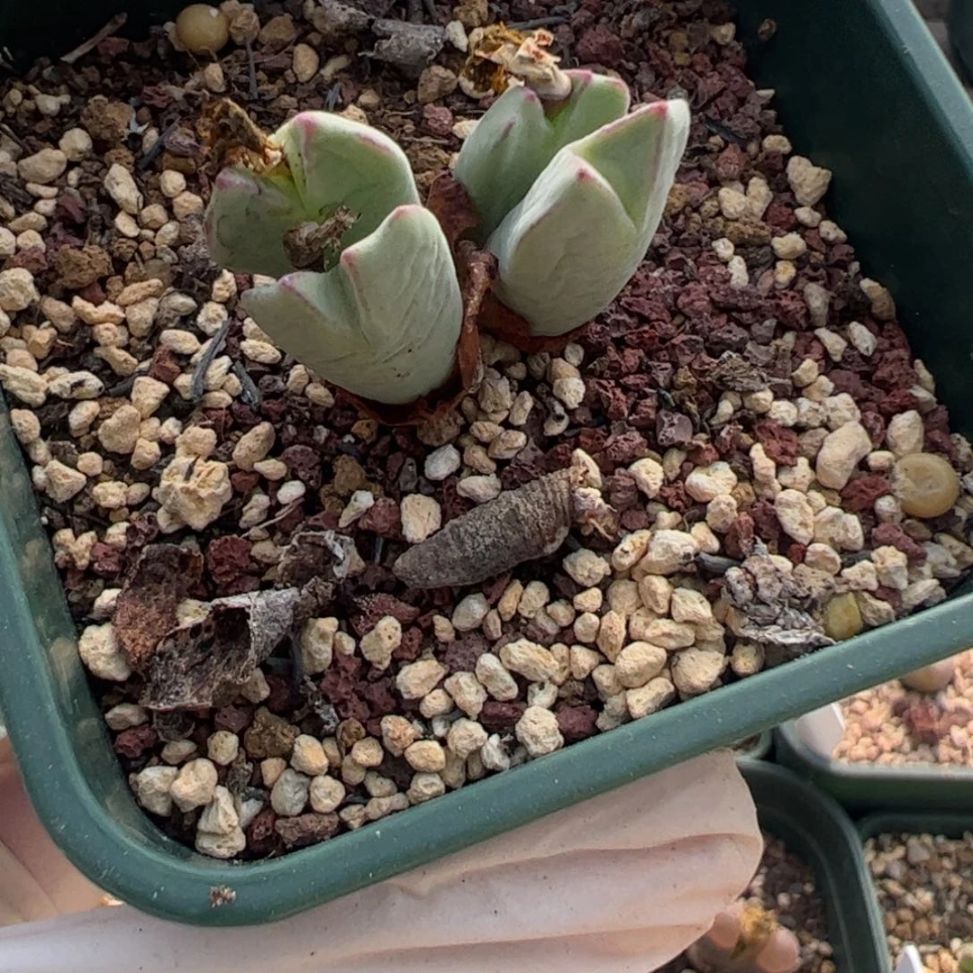 730 好看的多肉冲冲冲