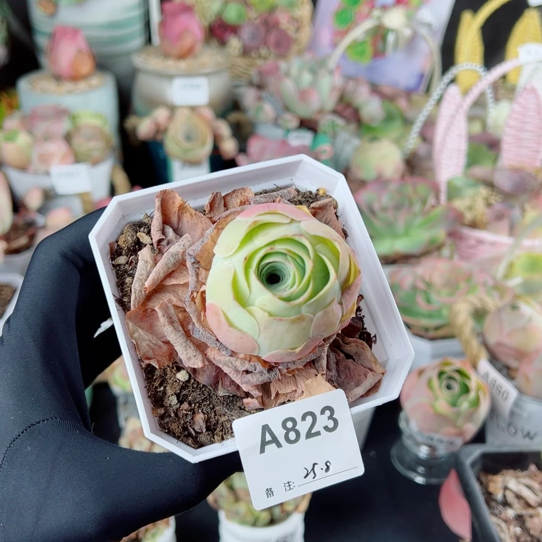 823包子老桩单棵。  一物一拍