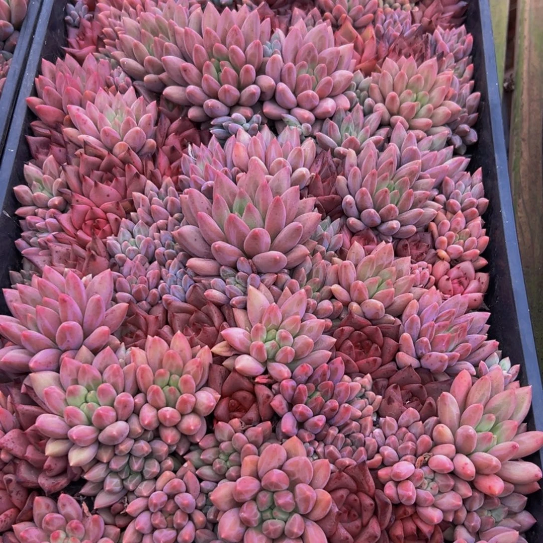 未*** 068多肉植物和植物在生长发育