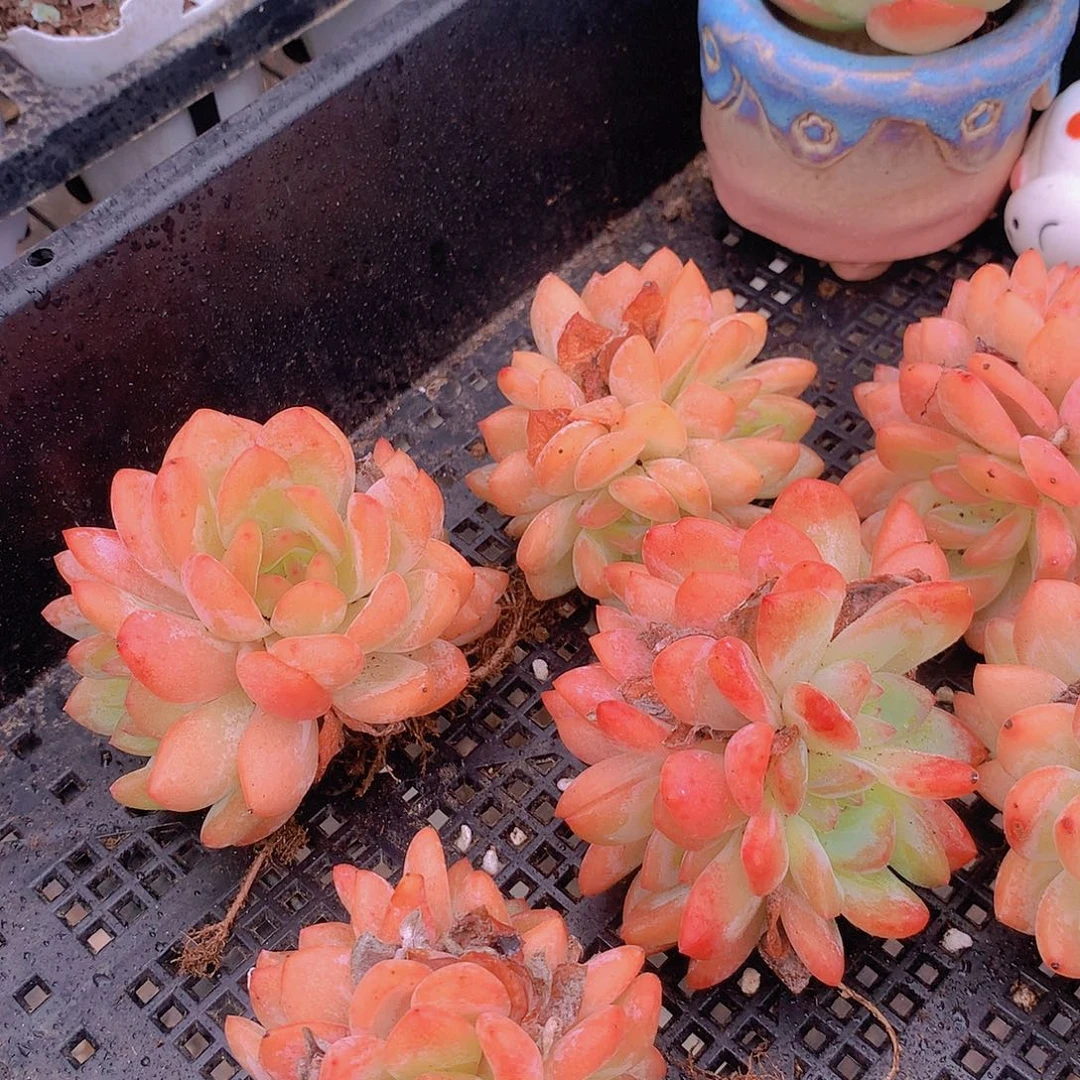 全明星群捡漏356789000000