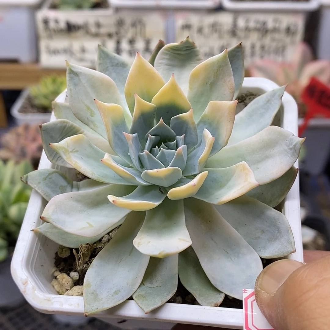 0728 薄叶粉蓝鸟锦