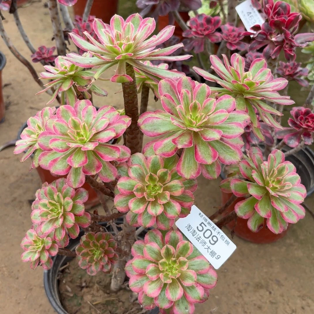 509清颜多肉植物法师
