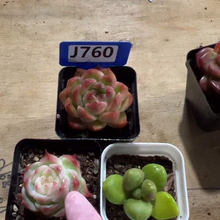 三组合6cm糖心珍妮福利