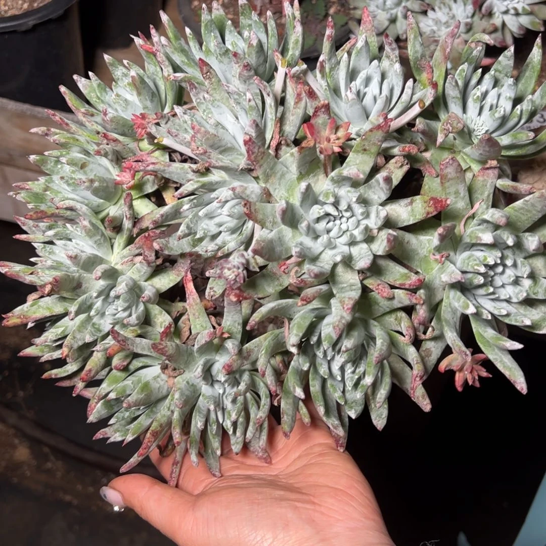 1033哈哈哈哈哈哈哈哈哈