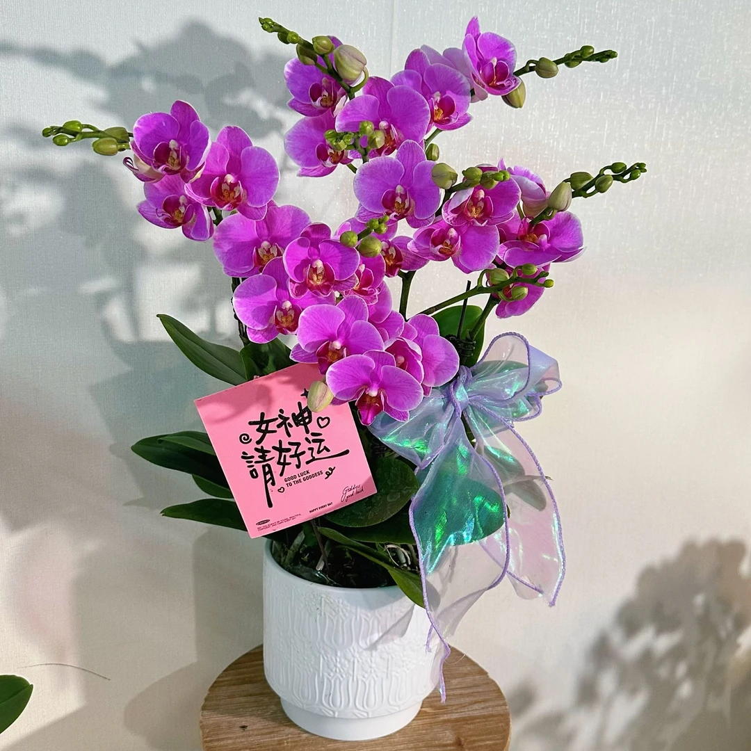 【路德曼-组盆】蝴蝶兰带花花期长适合送人作餐桌花花卉盆栽四季