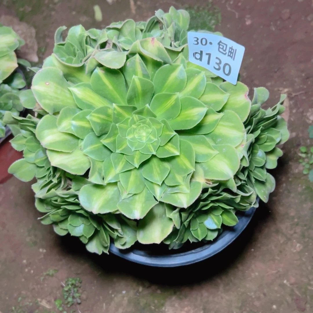 130处理多肉法师