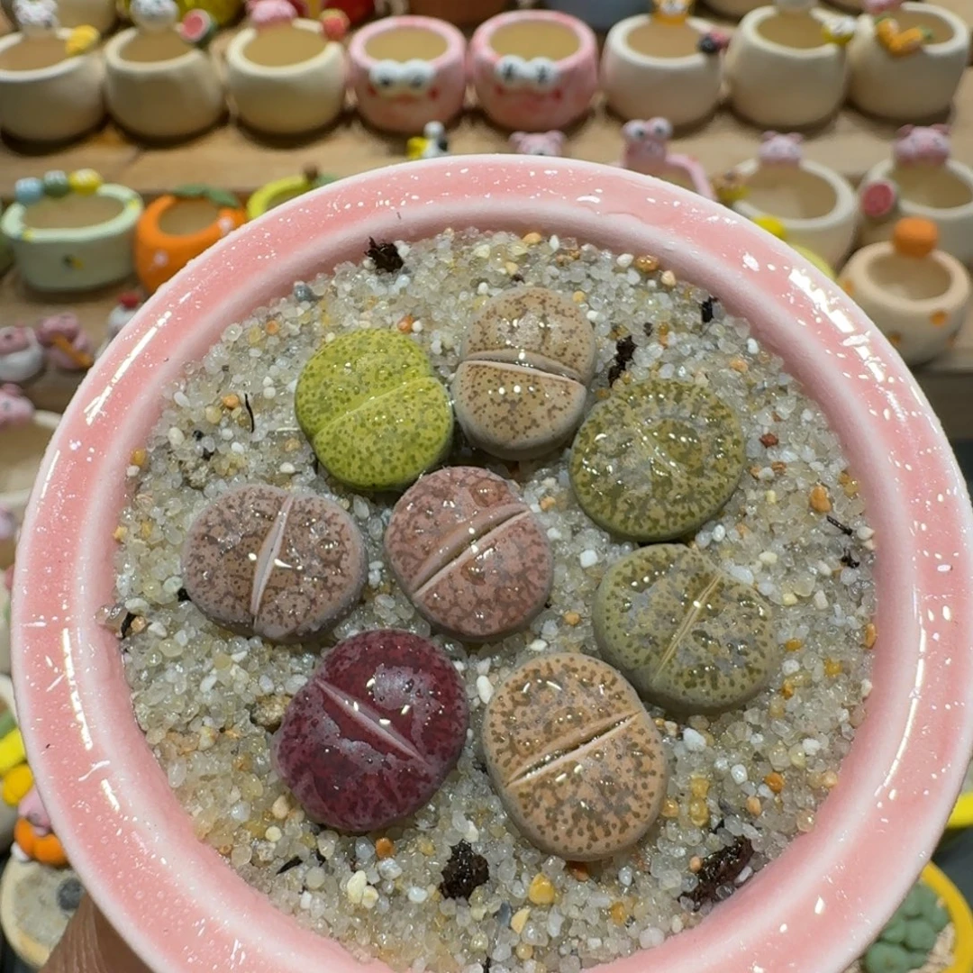 蘑菇1215紫薰多肉植物