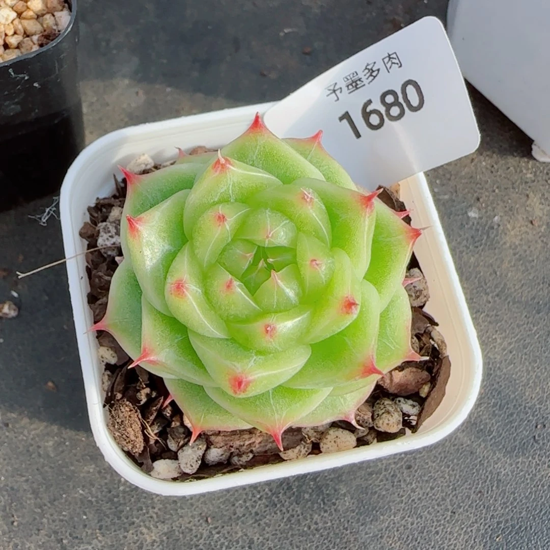 奶油，1680多肉植物