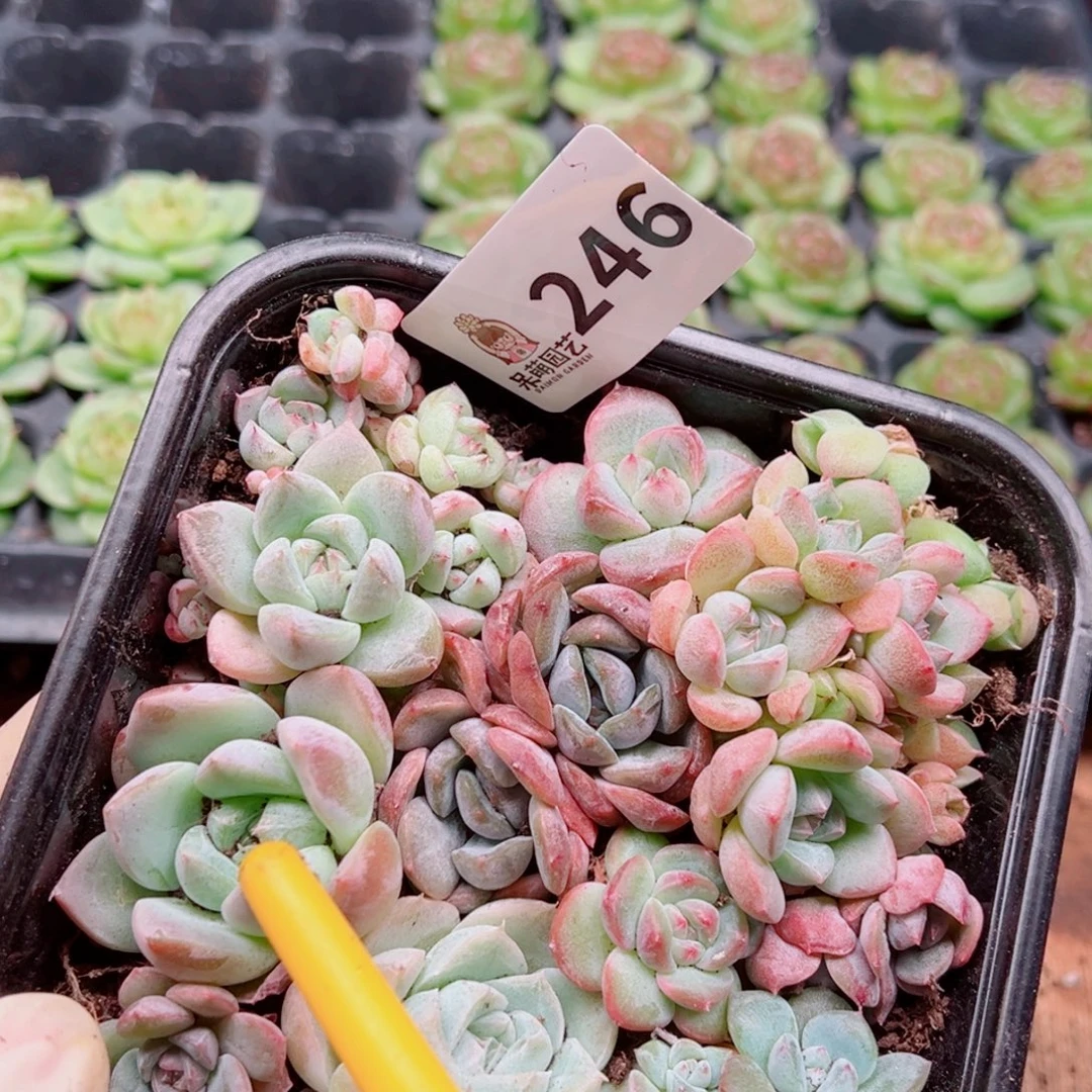 多肉植物多肉植物