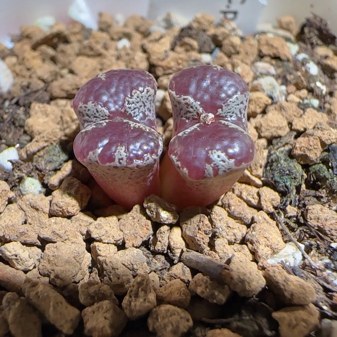 肉锥多肉植物组合-蝴蝶769