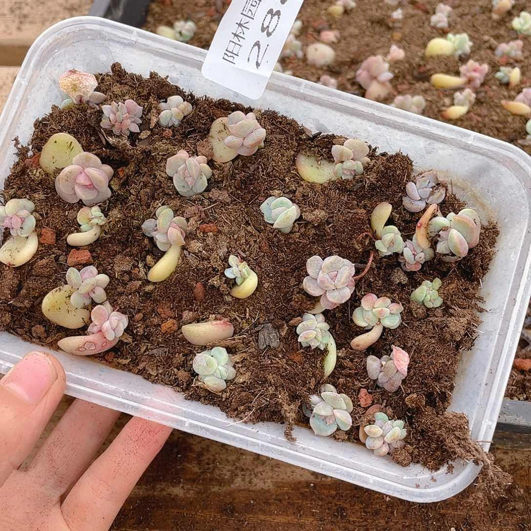 设***～多肉植物多肉植物288