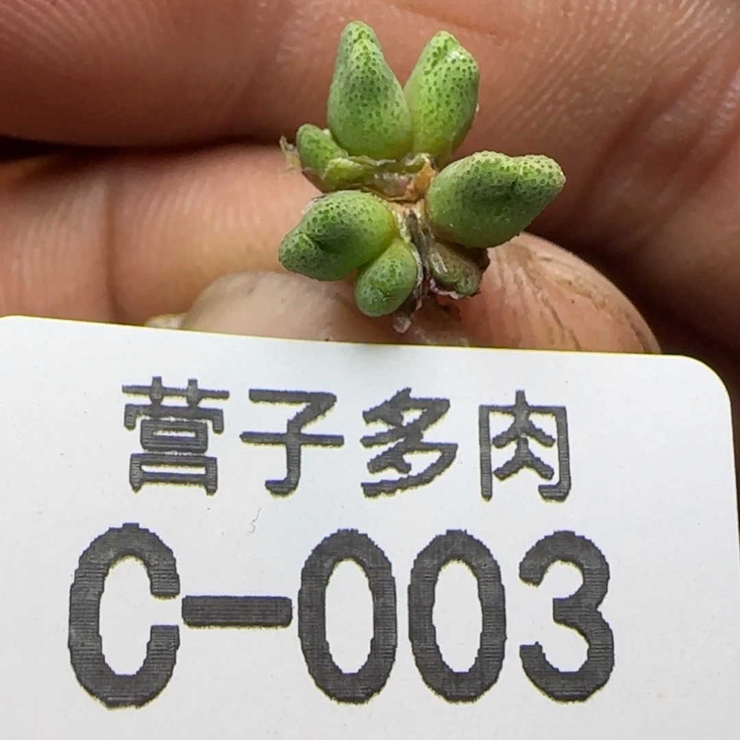 斑马955。