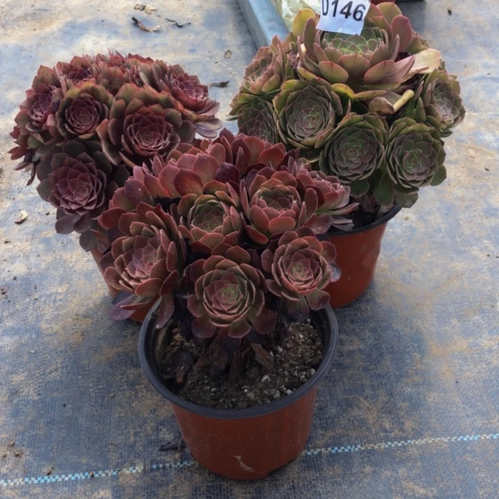 一***城法师多肉植物组合146