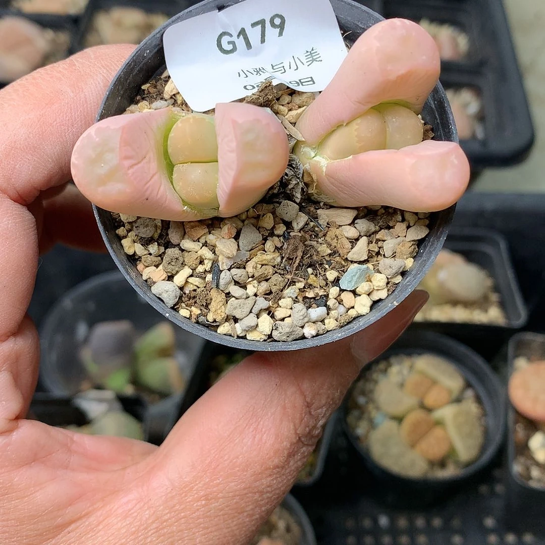 G179多肉植物保护研究所