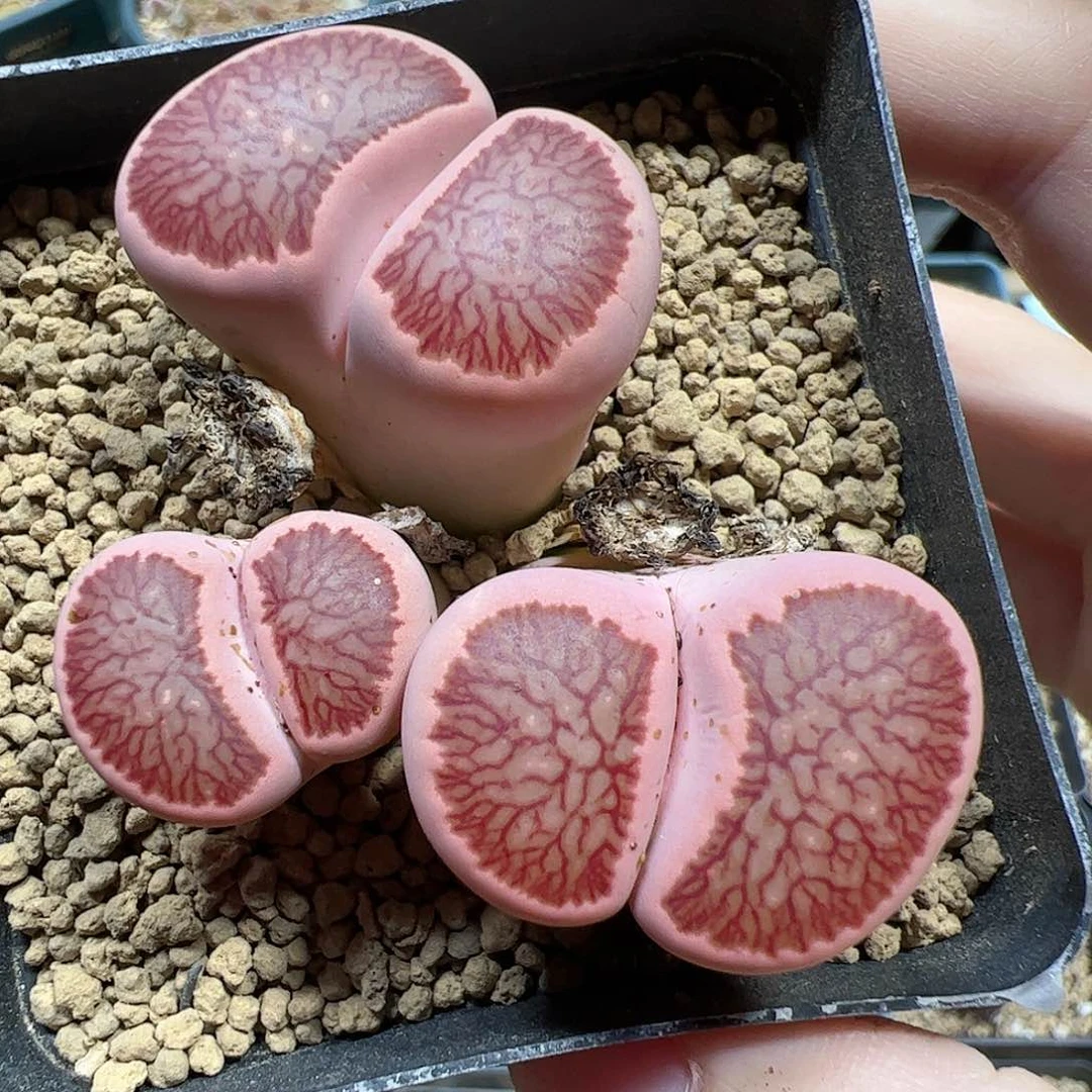 【闪购商品】285 菊锦
