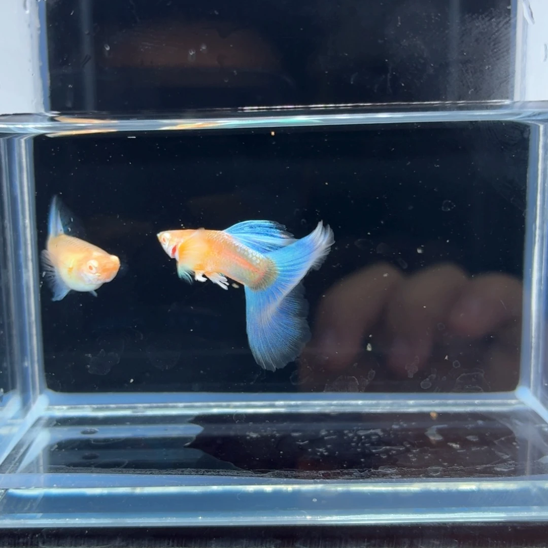 孔雀鱼蓝白飞船一对（20）