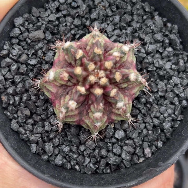 泰国米哈仙人球实生